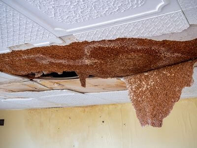 Professional mold removal services in Arlington